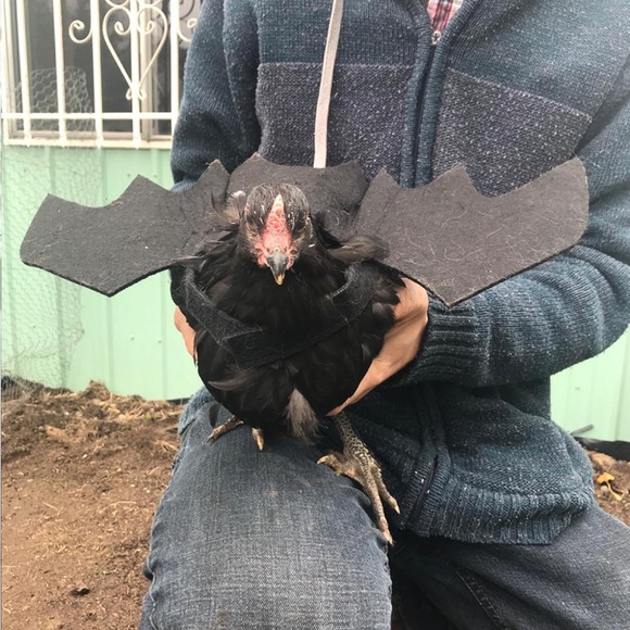 Cat Dog Bat Wings Puppy Kitten Kitty Halloween Vampire Costume ~Host Pick~x2 - Picture 15 of 16